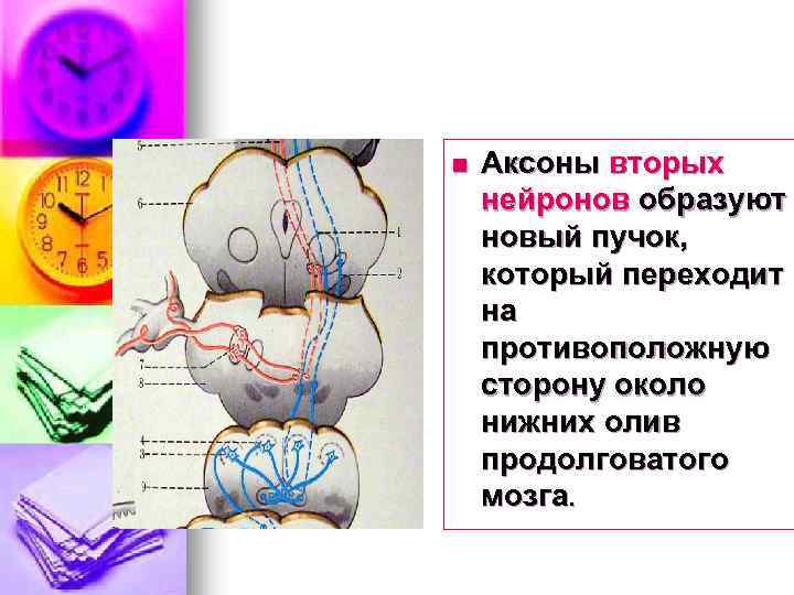 n Аксоны вторых нейронов образуют новый пучок, который переходит на противоположную сторону около нижних