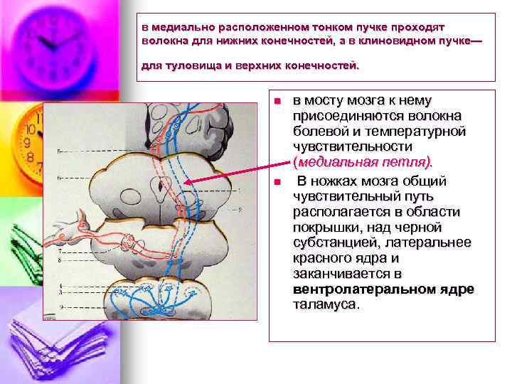 в медиально расположенном тонком пучке проходят волокна для нижних конечностей, а в клиновидном пучке—