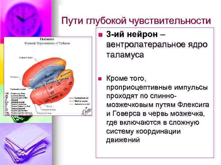 Пути глубокой чувствительности n 3 -ий нейрон – вентролатеральное ядро таламуса n Кроме того,