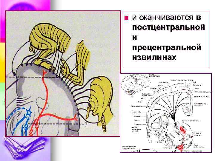 n и оканчиваются в постцентральной и прецентральной извилинах 