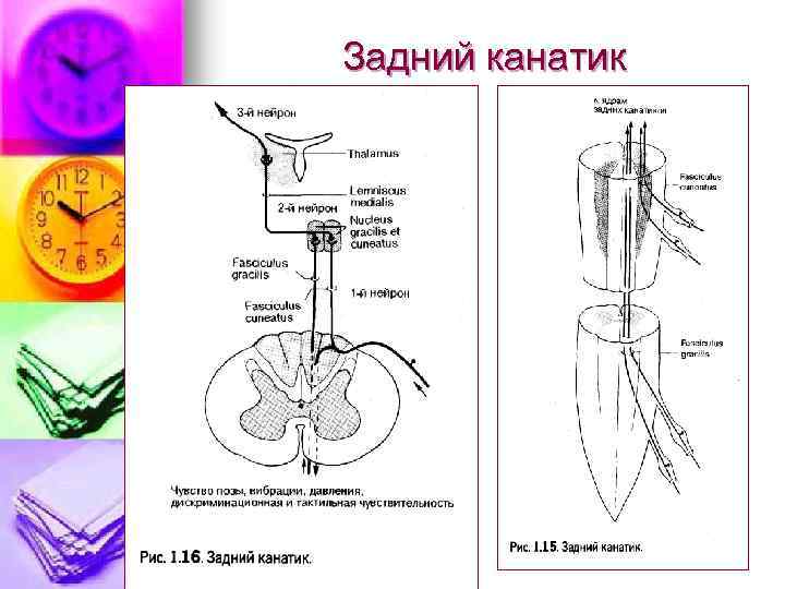 Задний канатик 