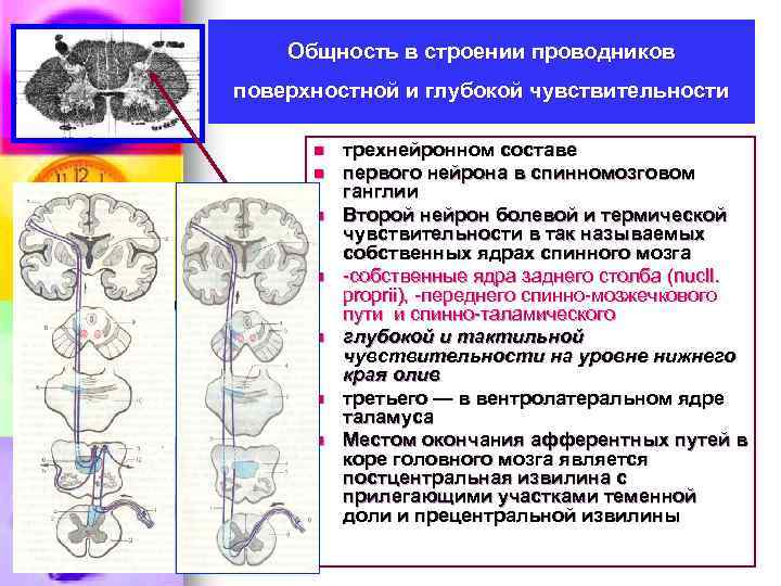 Общность в строении проводников поверхностной и глубокой чувствительности n n n n трехнейронном составе