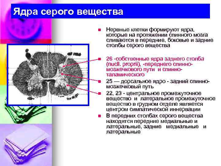 Серое вещество спинного мозга это