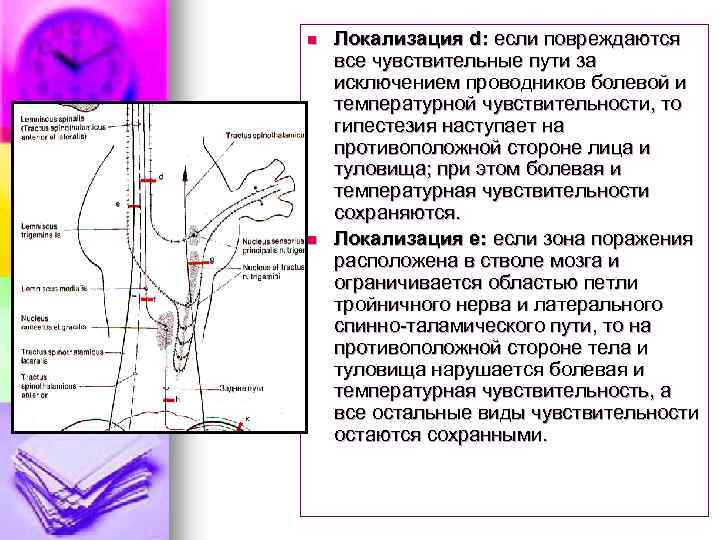 n n Локализация d: если повреждаются все чувствительные пути за исключением проводников болевой и