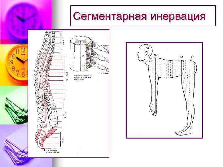 Сегментарная инервация 