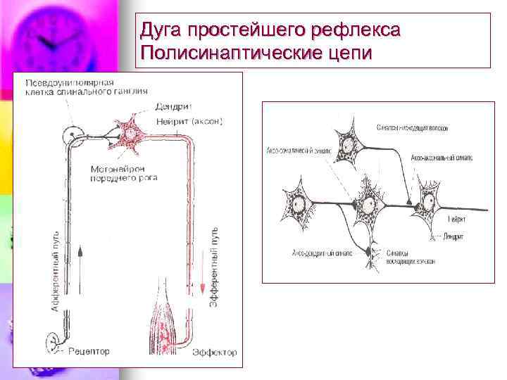 Дуга простейшего рефлекса Полисинаптические цепи 