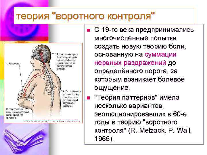 Теория воротного контроля формирования болевого ощущения презентация