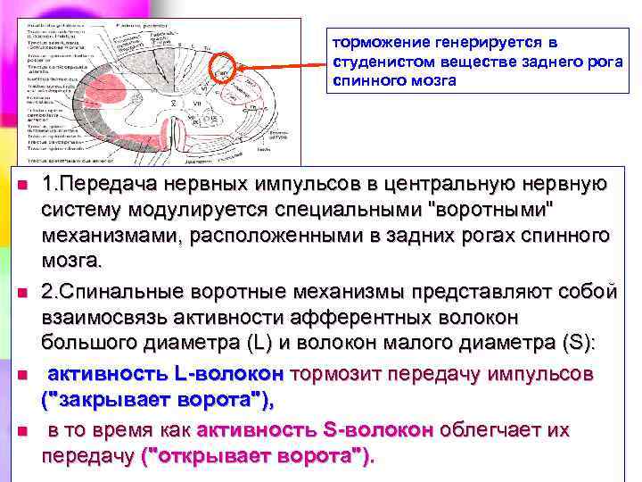 торможение генерируется в студенистом веществе заднего рога спинного мозга n n 1. Передача нервных
