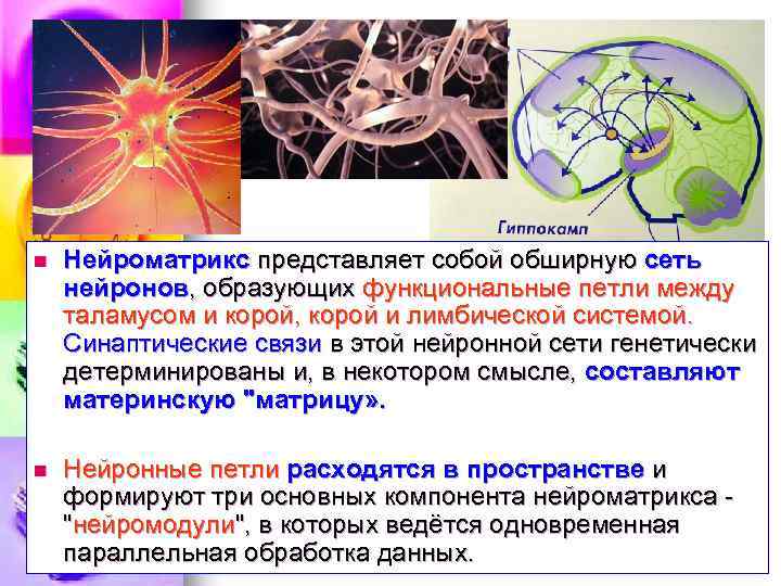 n Нейроматрикс представляет собой обширную сеть нейронов, образующих функциональные петли между таламусом и корой,