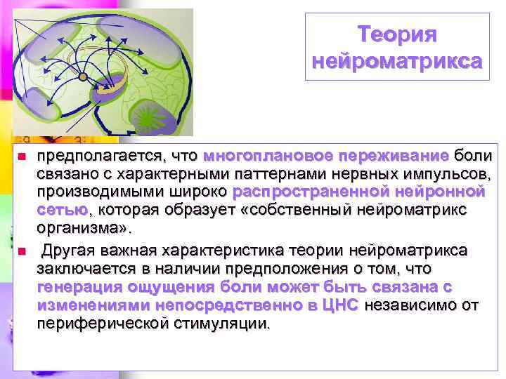 Теория нейроматрикса n n предполагается, что многоплановое переживание боли связано с характерными паттернами нервных