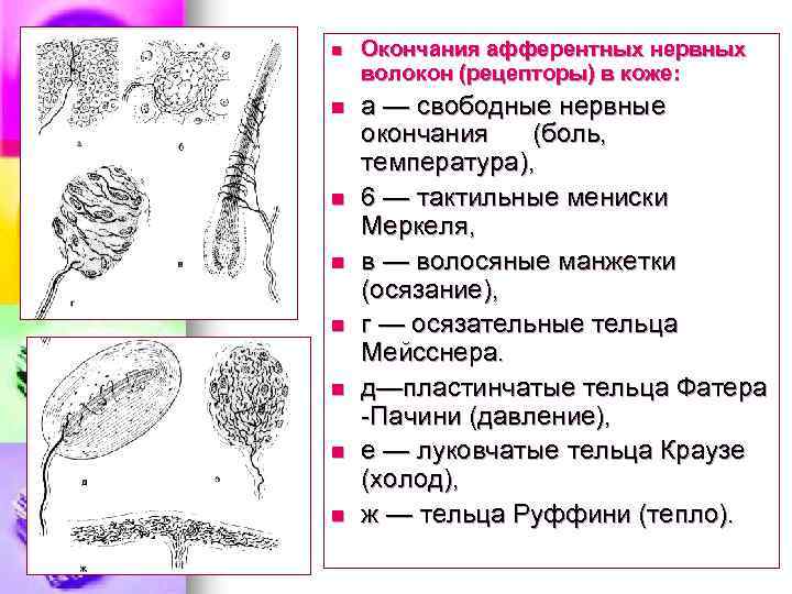 n Окончания афферентных нервных волокон (рецепторы) в коже: n а — свободные нервные окончания