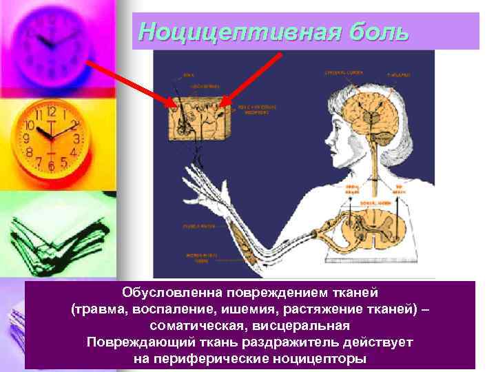 Ноцицептивная боль Обусловленна повреждением тканей (травма, воспаление, ишемия, растяжение тканей) – соматическая, висцеральная Повреждающий