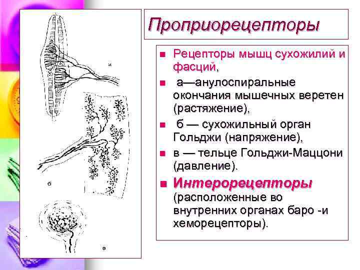 Рецепторы мышц. Проприорецепторы строение. Проприорецепторы мышц и сухожилий. Проприорецепторы это рецепторы.