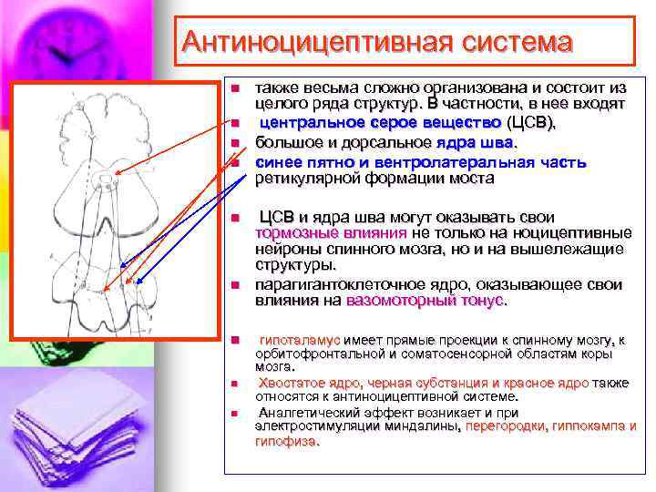 Антиноцицептивная система n n n n n также весьма сложно организована и состоит из