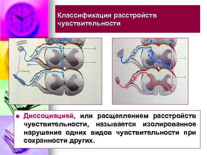 Классификация расстройств чувствительности n Диссоциацией, или расщеплением расстройств чувствительности, называется изолированное нарушение одних видов