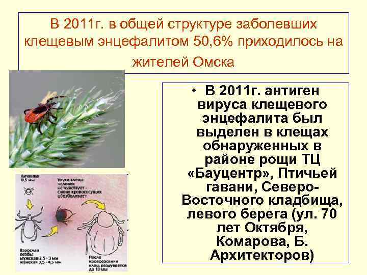 В 2011 г. в общей структуре заболевших клещевым энцефалитом 50, 6% приходилось на жителей