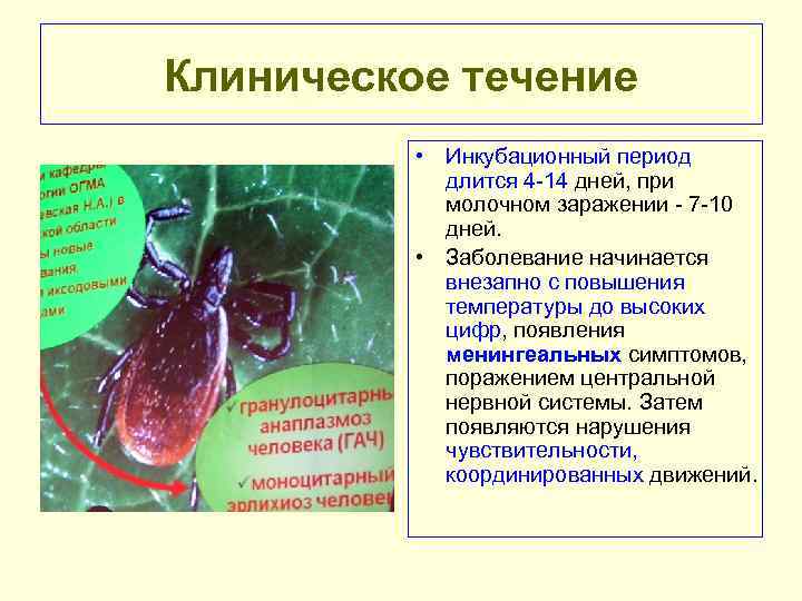 Клиническое течение • Инкубационный период длится 4 14 дней, при молочном заражении 7 10