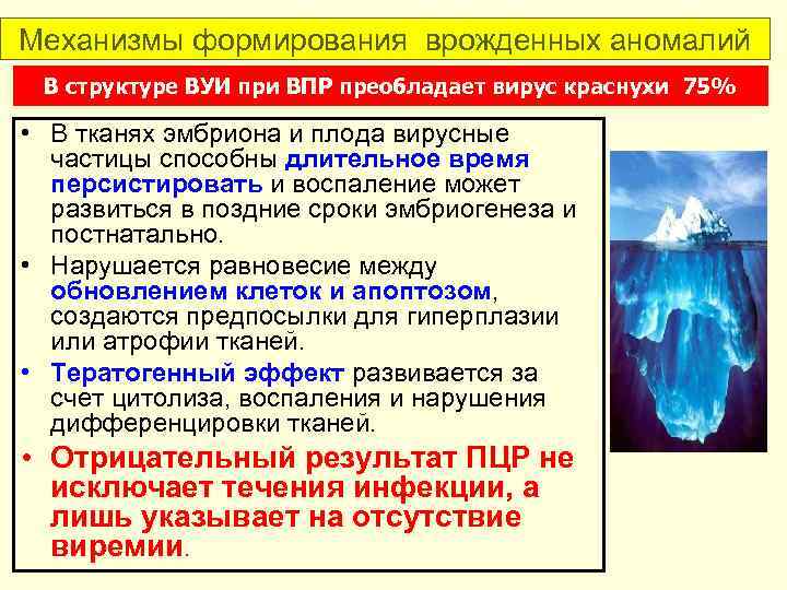 Механизмы формирования врожденных аномалий В структуре ВУИ при ВПР преобладает вирус краснухи 75% •