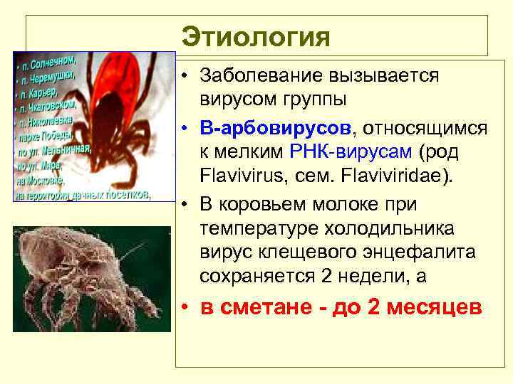 Этиология • Заболевание вызывается вирусом группы • В-арбовирусов, относящимся к мелким РНК вирусам (род