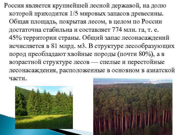 Россия является крупнейшей лесной державой, на долю которой приходится 1/5 мировых запасов древесины. Общая