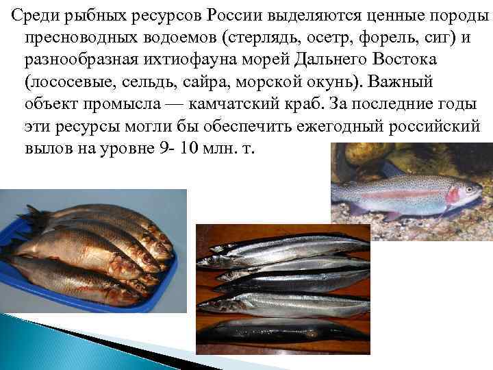 Среди рыбных ресурсов России выделяются ценные породы пресноводных водоемов (стерлядь, осетр, форель, сиг) и