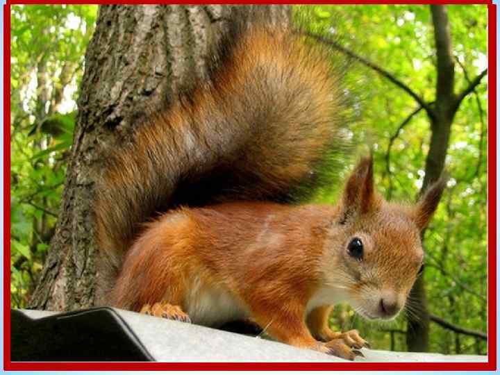 Хожу в пушистой шубке, Живу в густом лесу, В дупле на старом дубе Орешки