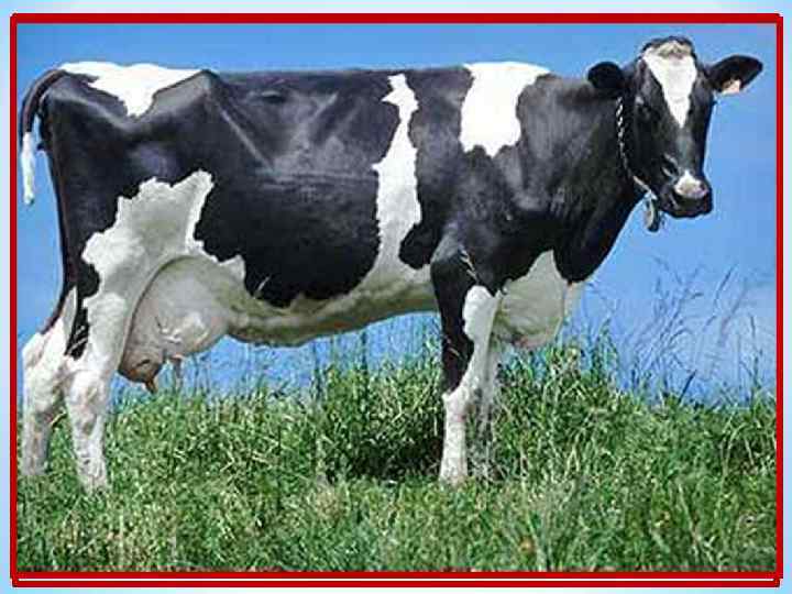 Каждый вечер так легко Она дает нам молоко, Говорит она два слова, Как зовут