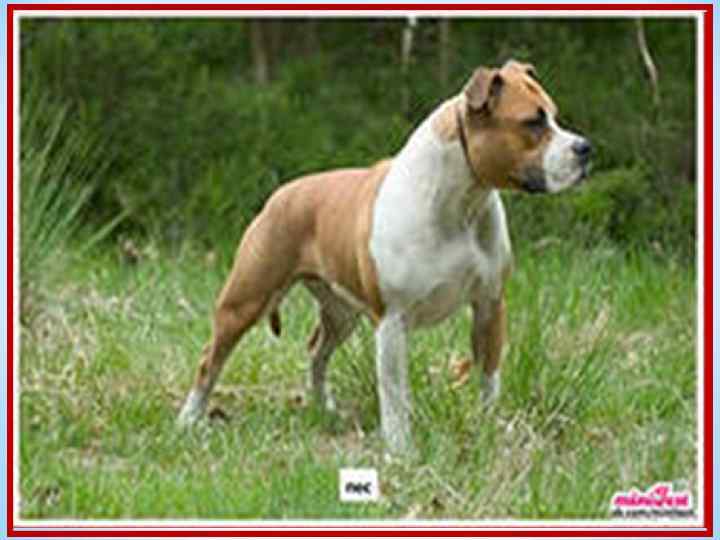 У меня отличный слух, Острый взгляд и тонкий нюх, Сразу лезу с кошкой в