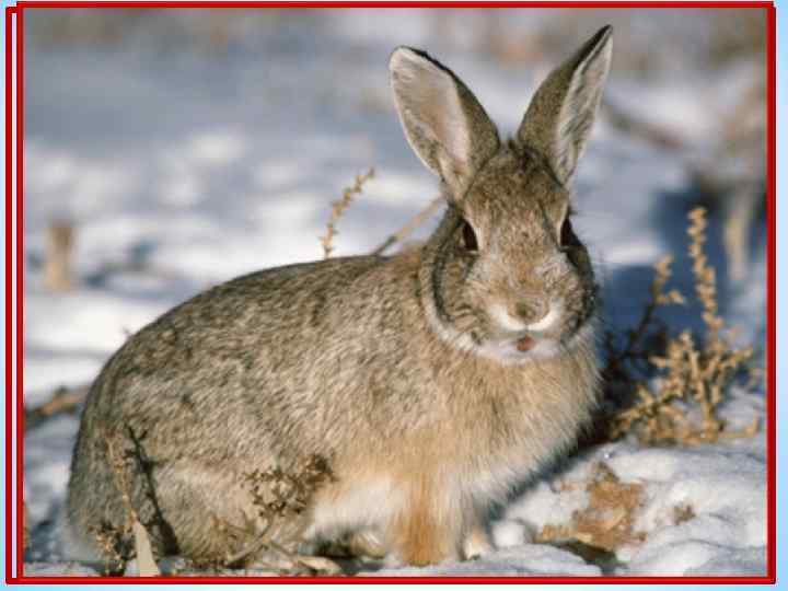 Наш зверек живет в тревоге. От беды уносит ноги. Ну-ка, быстро отгадай-ка. Как зверек