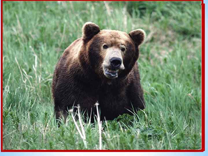 Кто большой и косолапый Мед достал из бочки лапой, Скушал сладость и реветь. Как