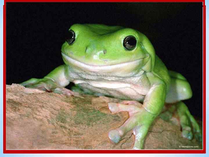 До ушей зеленый рот. В камышах она живет. И в болоте хохотушка Громко квакает…