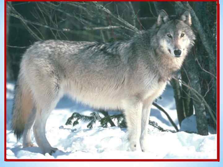 На овчарку он похож: Что ни зуб – то острый нож! Он бежит оскалив