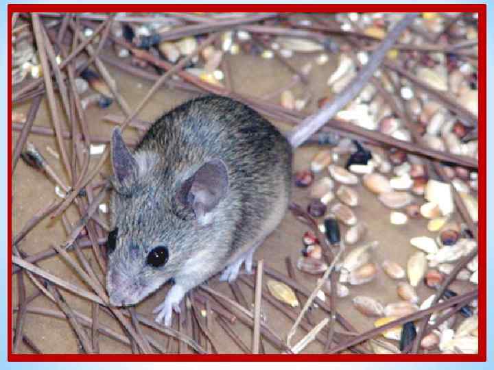 В подполье, в каморке Живёт она в норке. Серая малышка Кто же это? .