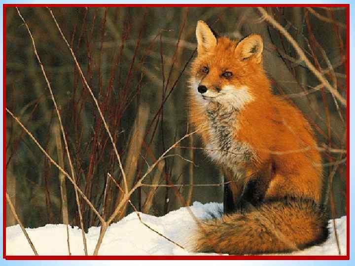 Эта рыжая плутовка И коварна и хитра. Быстрых зайцев ловит ловко, Кур ворует со