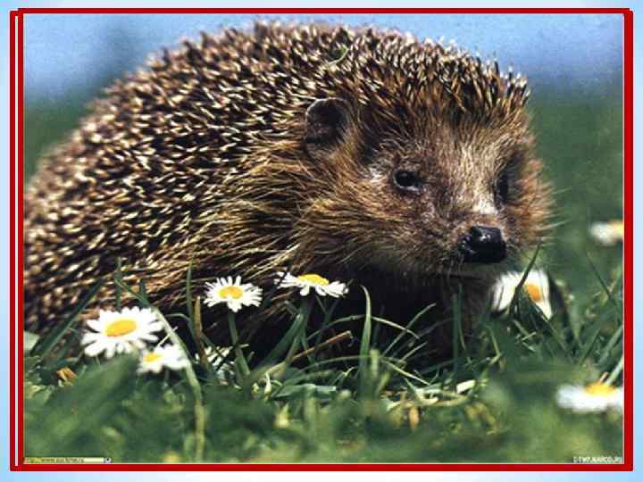 Вот иголки и булавки Выползают из под лавки, На меня они глядят, Молока они