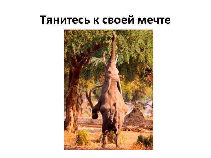 Тянитесь к своей мечте 