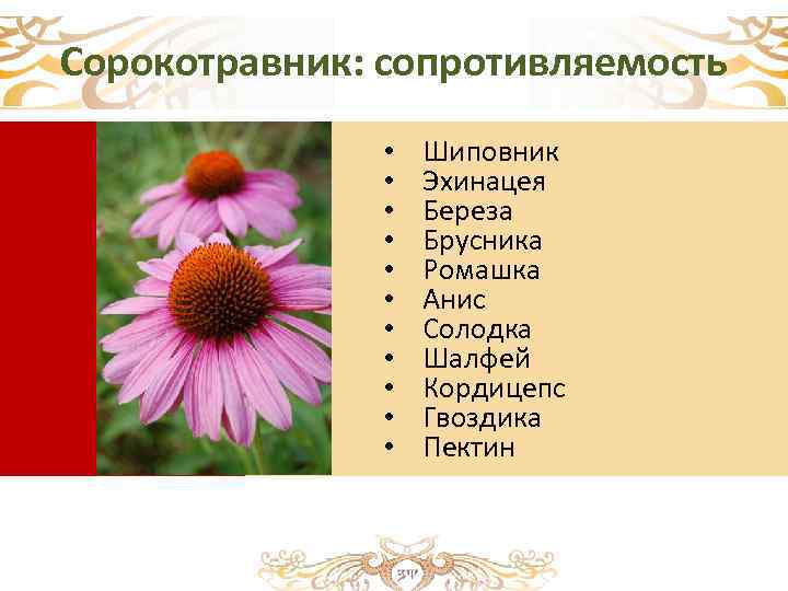 Сорокотравник: сопротивляемость • • • Шиповник Эхинацея Береза Брусника Ромашка Анис Солодка Шалфей Кордицепс