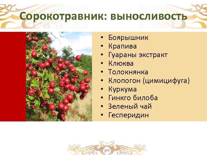 Сорокотравник: выносливость • • • Боярышник Крапива Гуараны экстракт Клюква Толокнянка Клопогон (цимицифуга) Куркума