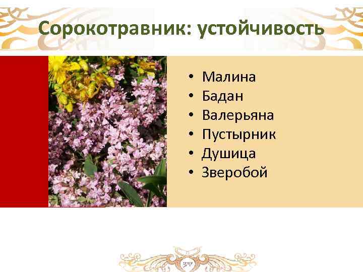 Сорокотравник: устойчивость • • • Малина Бадан Валерьяна Пустырник Душица Зверобой 