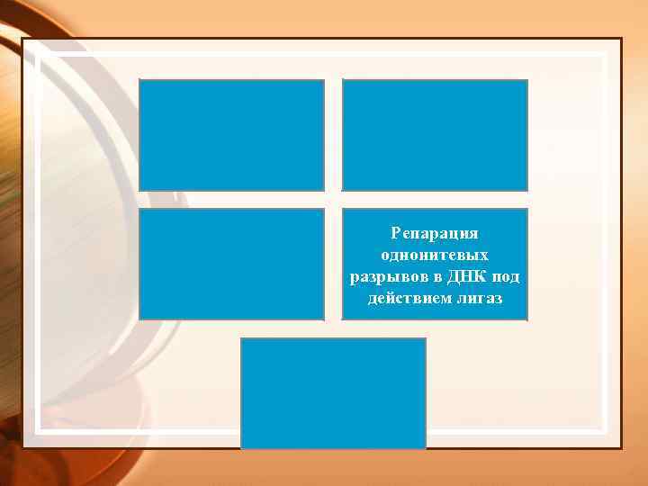 Репарация однонитевых разрывов в ДНК под действием лигаз 