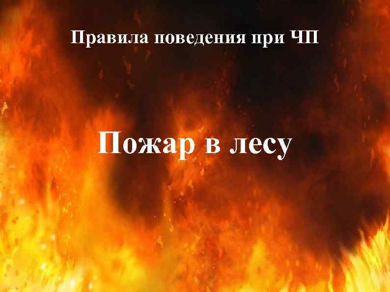 Правила поведения при ЧП Пожар в лесу 