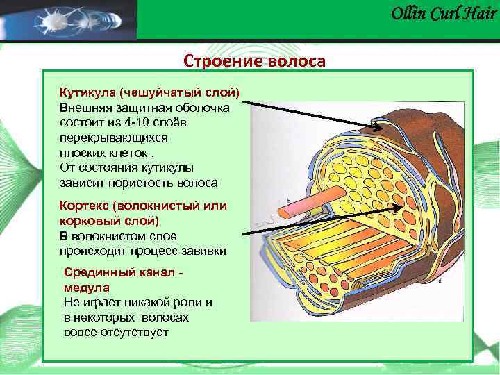 Сколькими слоями. Строение волоса слои кутикулы. Строение кутикулы волоса. Кутикула волоса состоит из. Волосы состоят из клеток.