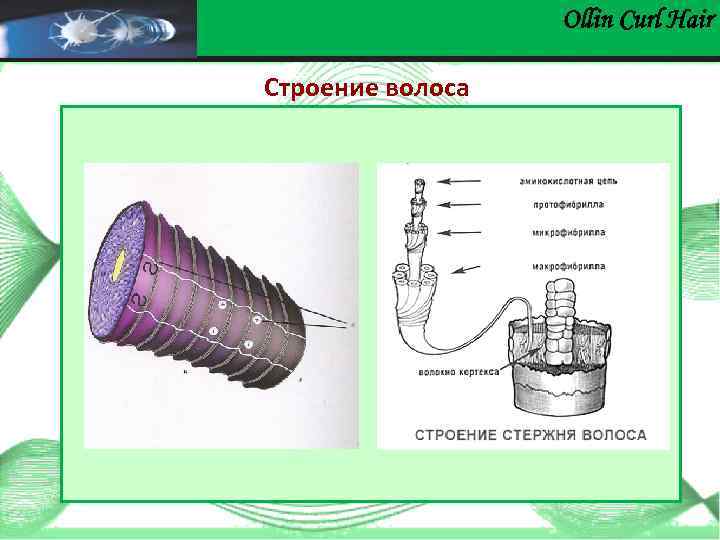 Ollin Сurl Hair Строение волоса 