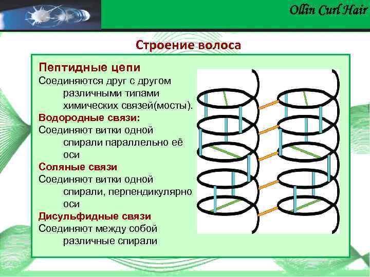 Ollin Сurl Hair Строение волоса Пептидные цепи Соединяются друг с другом различными типами химических