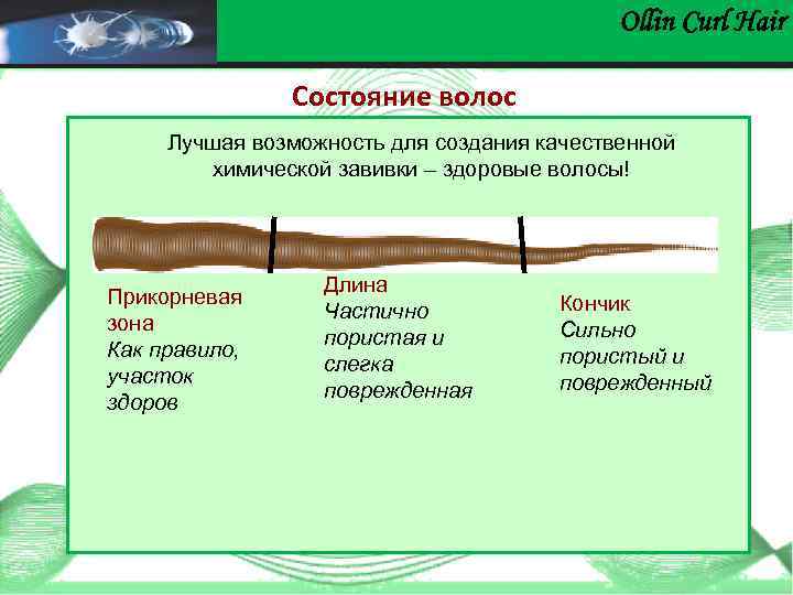 Ollin Сurl Hair Состояние волос Лучшая возможность для создания качественной химической завивки – здоровые