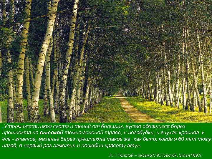 „Утром опять игра света и теней от больших, густо одевшихся берез прешпекта по высокой