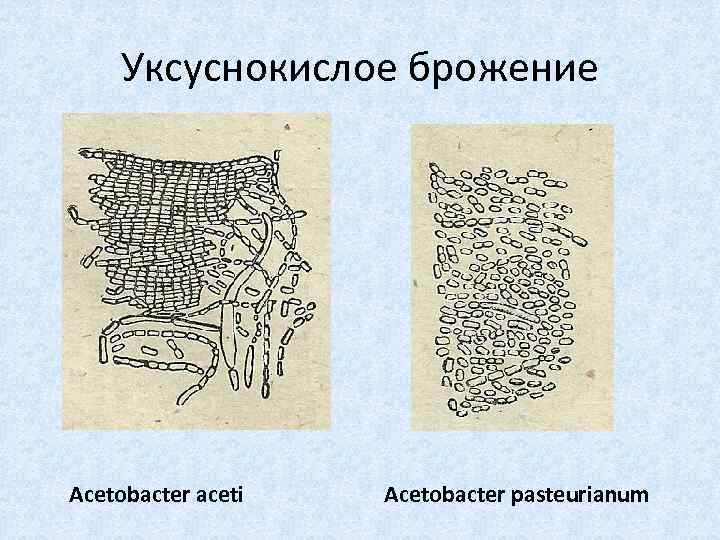 Уксуснокислое брожение презентация