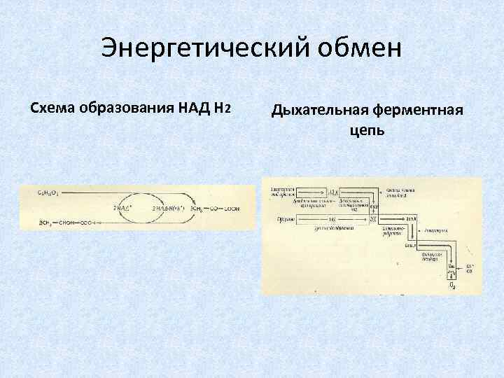 Энергетический обмен Схема образования НАД Н 2 Дыхательная ферментная цепь 