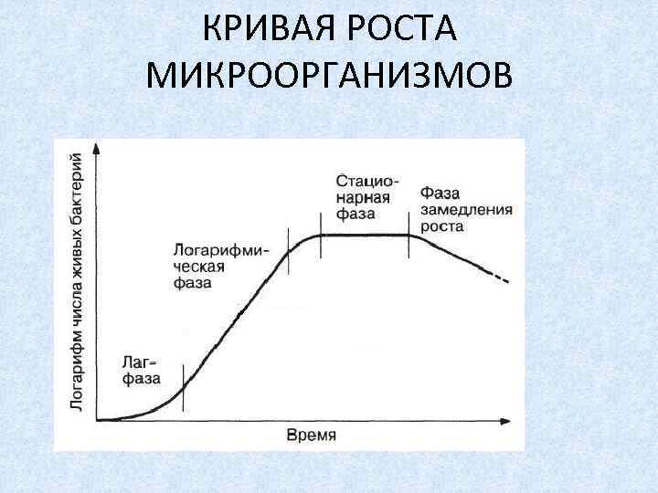 Физиологические функции микроорганизмов схема