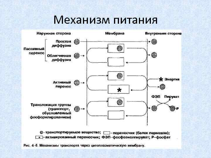 Транспорт питательных веществ бактерий. Схема питания бактерий. Механизмы транспорта веществ в бактериальную клетку. Транслокация схема питания.